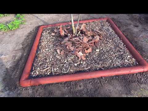 Видео: КВАДРАТ вместо круга для фруктовых деревьев — красота, порядок и здоровье сада