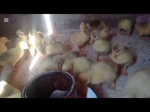 Видео: Каз багуу каз жөжөлөрү каздын оорулары #бишкек#чүй#сокулук#жөжөлөр#каз #тоок#малбазар #малбазар2024
