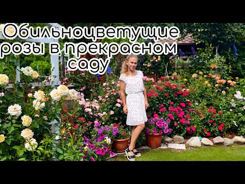 Видео: Обильноцветущие РОЗЫ в прекрасном САДУ