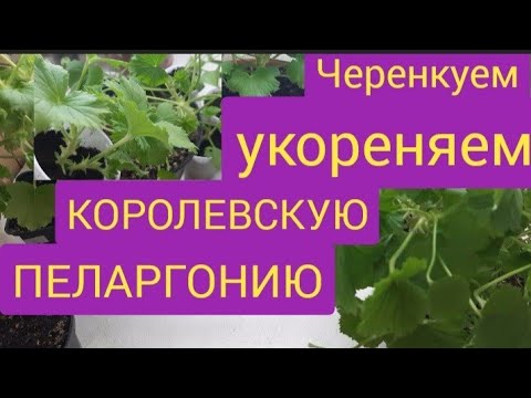 Видео: Как укоренить королевскую пеларгонию/проверенный способ черенкования/