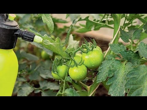 Видео: ВСЕ ВАЖНЫЕ ПОДКОРМКИ и опрыскивания ДЛЯ ТОМАТОВ!