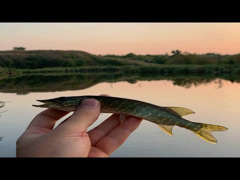 Видео: НАКОНЕЦ-ТО! МОЯ ПЕРВАЯ ЩУКА. РЫБАЛКА НА ХИЩНИКА.