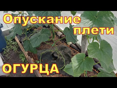 Видео: Пошаговое опускание плети огурца сформированного в один ствол