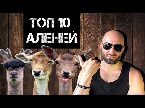 Видео: ТОП 10 видов Аленей!!!