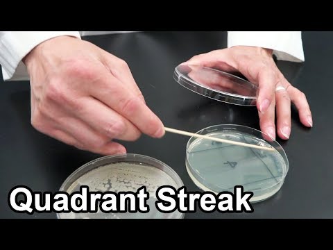 Видео: Демонстрация методов исследования квадрантных полос бактерий