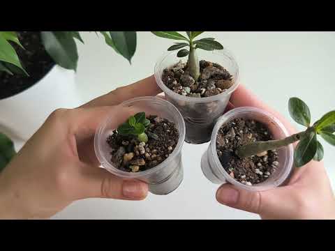Видео: Мои адениумы спустя 2 недели 🌿 как выращивать адениумы, советы по выращиванию