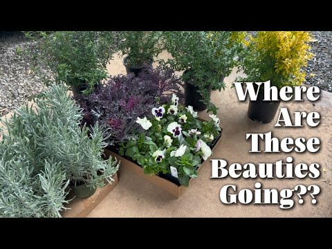 Видео: Посадка в кашпо с великолепным выбором растений! // Зона 8b