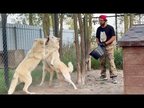 Видео: Не на жизнь а на смерть😱Бойня Арктических ВОЛКОВ‼️Черную Багиру приняли в стаю ВОЛКИ.