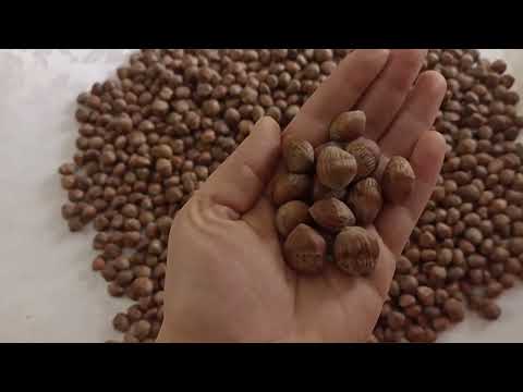 Видео: медвежий орех ( турецкая лещина)