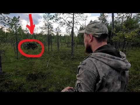 Видео: МЕДВЕДЬ ЖРЁТ МОИ ЯГОДЫ. ЯГОДЫ КАРЕЛИИ. РАЗВЕДКА ПО ЯГОДЕ. САМАЯ ЦЕННАЯ ЯГОДА В МИРЕ. СБОР ЧЕРНИКИ.