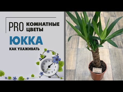 Видео: Юкка - домашняя пальма | неприхотливые тропики