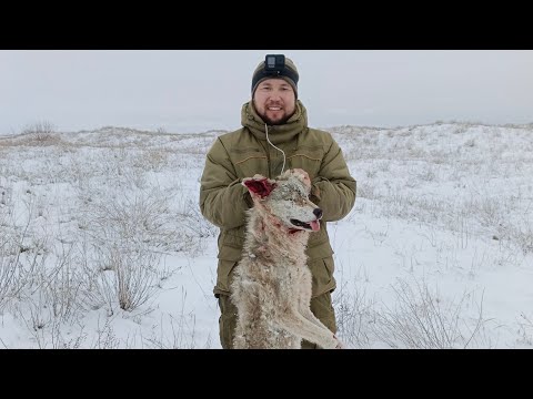 Видео: Охота на волка в Казахстане 2024! Real wolf #hunting #wolf #cattle #cow #dog