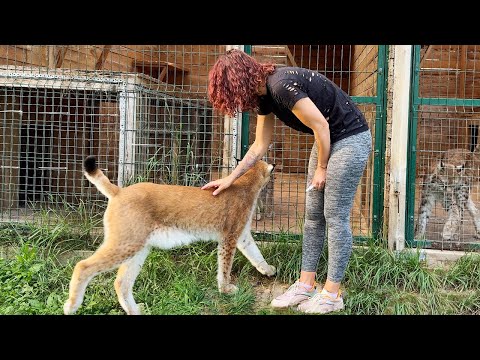 Видео: РЕАКЦИЯ РЫСЕЙ НА КАПЛИ / Любимый котёнок Алисы / Бобропёс