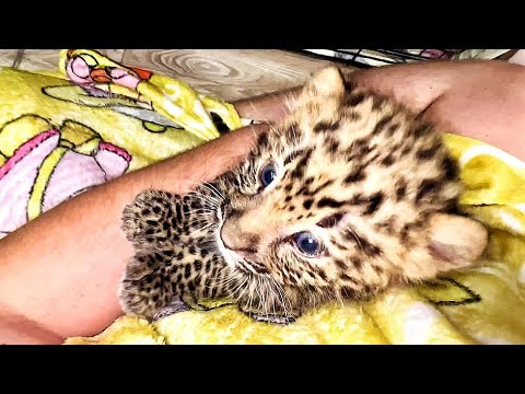 Видео: Спасённый ЛЕОПАРДИК СТАЛ САМ ЗАЛЕЗАТЬ НА РУКИ! Начинает верить людям. ПАРК ЛЬВОВ ЗЕМЛЯ ПРАЙДА МОСКВА