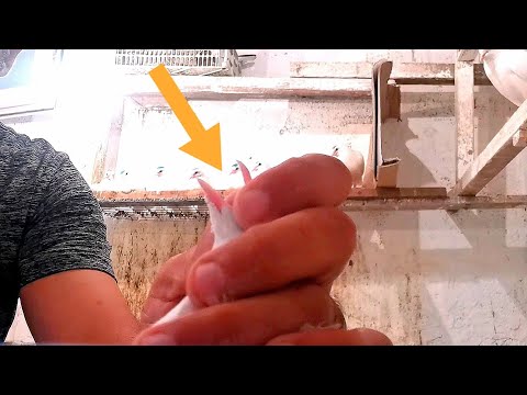 Видео: У Голубей Глисты? Сделай это и Забыл!!!