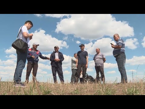 Видео: Зерендінің Садовое ауылында халық далаға малын жая алмай отыр