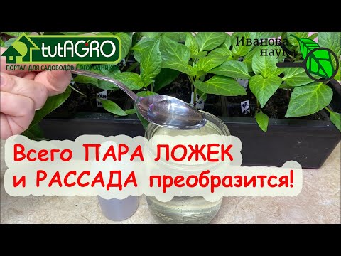 Видео: Как ПРАВИЛЬНО использовать ПЕРЕКИСЬ ВОДОРОДА для рассады. Когда нужно использовать перекись водорода