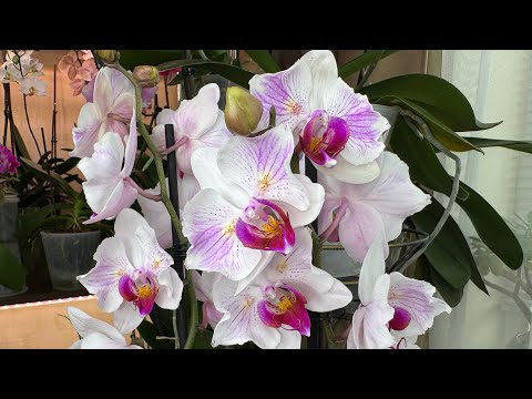 Видео: Три шага к пышному цветению 