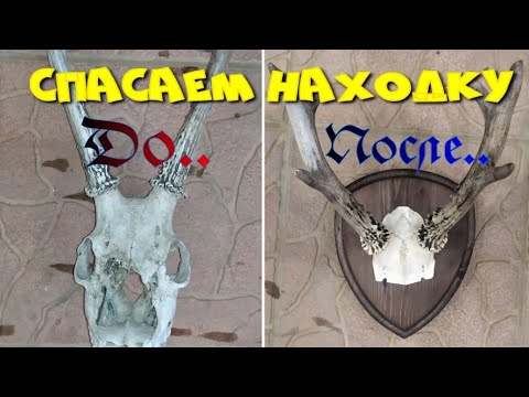 Видео: Оформление рогов косули