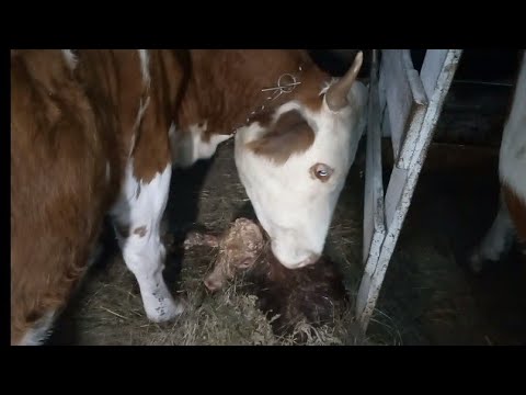 Видео: Переходила на 15 дней и всё-равно проспали отёл