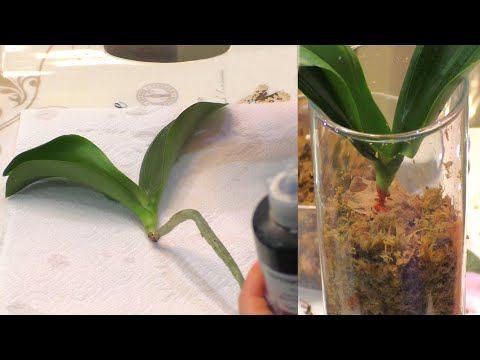 Видео: СПАСАЯ ОРХИДЕЮ, ОТРЕЗАЮ ВСЁ! Решительные действия В ПОМОЩЬ!