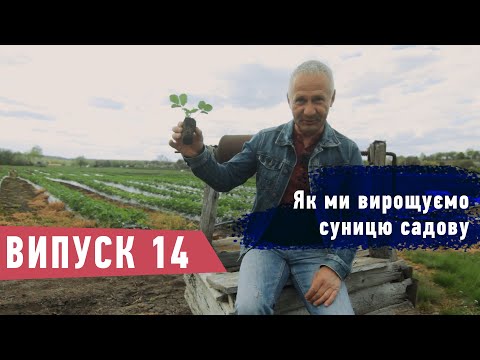 Видео: Як ми вирощуємо суницю садову (полуницю)