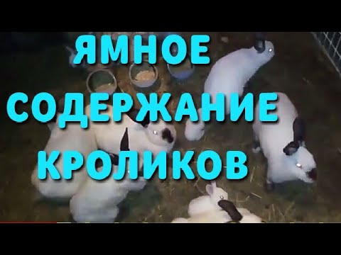 Видео: Ямное разведение кроликов. Полный обзор, кормушки, ловушка, поилка.