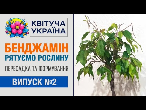 Видео: Фікус Бенджаміна опадає листя. Рятуємо фікус Бенджаміна обрізка, обробка Епіном.