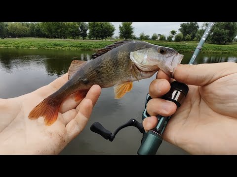 Видео: МОРМЫШИНГ НА ДНЕПРЕ ПОПАЛ НА ЖОР DAYO PRESTIGE 165
