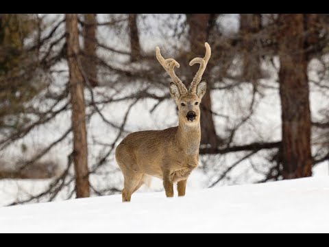 Видео: Шашлык из косули сибирской. Добыли и сразу приготовили.
