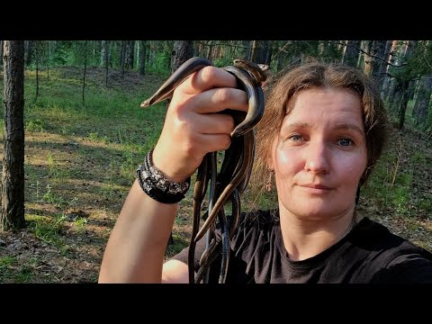 Видео: Рептильный поход не очень юных натуралистов. Некротур и маленькие неживые зверушки