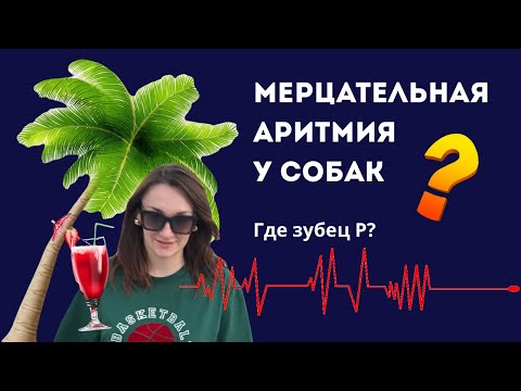 Видео: МЕРЦАТЕЛЬНАЯ АРИТМИЯ У СОБАК ФИБРИЛЛЯЦИЯ ПРЕДСЕРДИЙ ВЕТ АНЕСТЕЗИОЛОГИЯ
