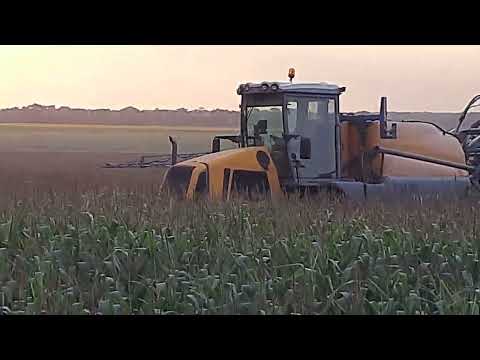 Видео: Совка бавовникова на кукурудзі.