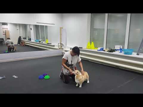 Видео: Почему собака всего боится, механизм устройства плохих привычек