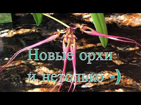 Видео: Посылка с новыми орхидеями! До и после. Бульбофиллум, неофинития, венерин башмачок Цветение орхидей.