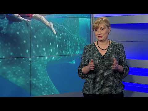 Видео: Модуль 3. Тварини. Заняття 11: Клас Хрящові риби