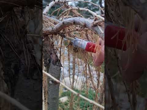 Видео: Как обрезать ЛИСТВЕННИЦУ Пендулу