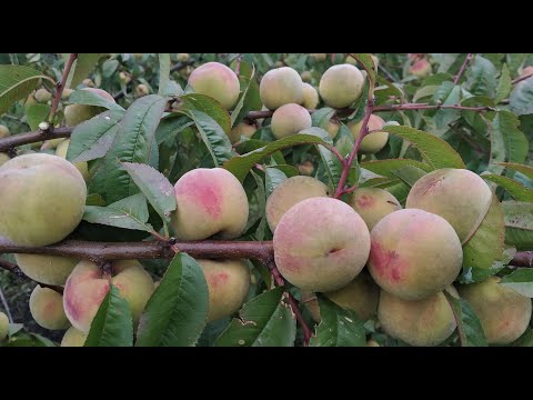 Видео: Съедобный сеянец Маньчжурского персика. Август 2022г.