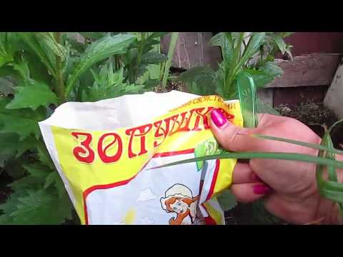 Видео: Астры болеют.Чем лечить?