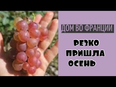 Видео: Наступила осень| клубника гниёт но все ещё цветёт 
