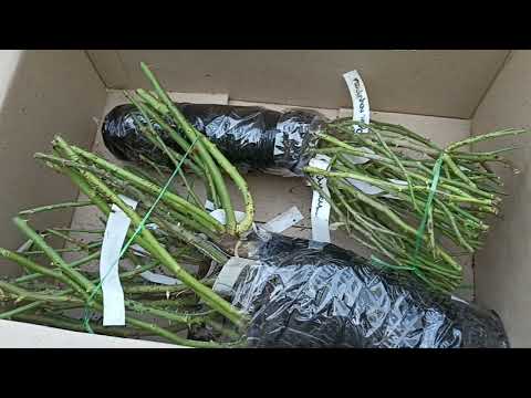 Видео: Заказ роз из питомника Древо жизни. Дача в Ленинградской области.