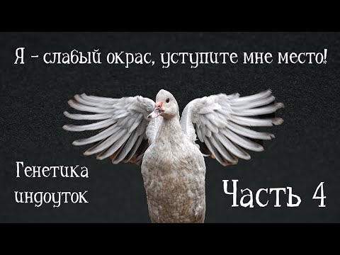 Видео: СКРЫТЫЕ ГЕНЫ: ДОМИНАНТНОСТЬ И РЕЦЕССИВНОСТЬ. Генетика индоуток: часть 4. Разведение индоуток, окрасы