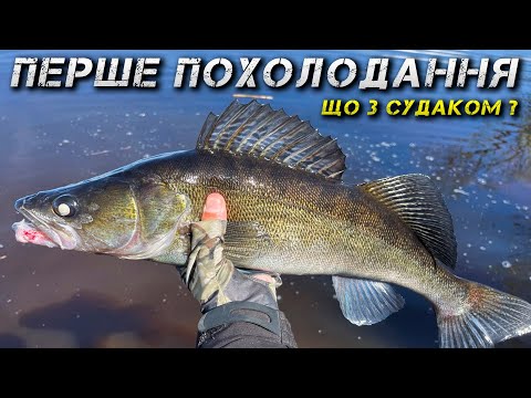 Видео: ✅Нарешті! Холоди! Чи ПРОКИНУВСЯ СУДАК?✅