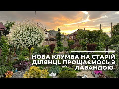 Видео: Нова клумба на старій ділянці. Прощаємось з лавандою