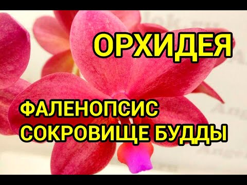 Видео: Фаленопсис Сокровище Будды (Phalaenopsis Buddha's Treasure)