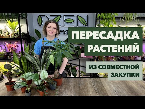 Видео: Пересадка комнатных растений и цветов » Июнь 2024