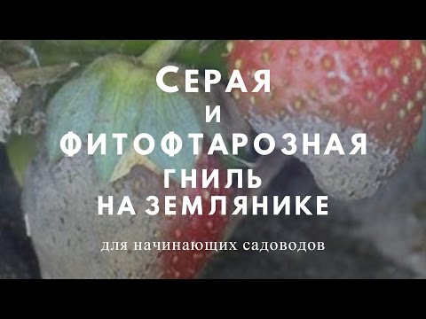 Видео: Меры профилактики и борьбы  с серой и фитофторозной гнилью на  землянике.
