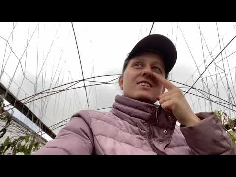 Видео: Стройтельство краска забора из профнастила 13 часть и про мотоблоку, работу (Глухие)