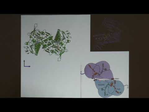 Видео: Клячко Н. Л. - Механизмы ферментативного катализа - 11. Флавин-содержащие, гем-содержащие белки