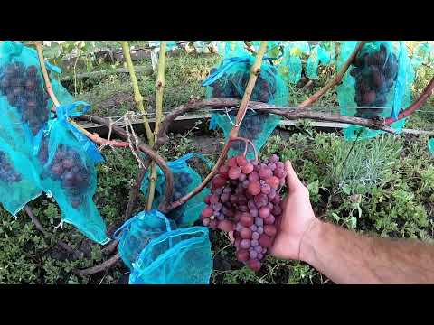 Видео: Формы винограда, давшие первые сигналки: Никитон, Лара, Роза красная...